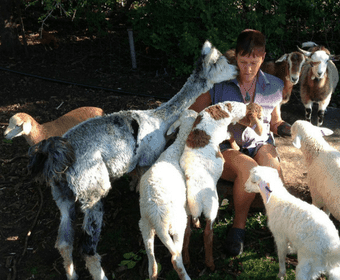 Viv's Farm Animals