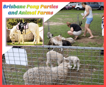 Brisbane Pony Parties & Animal Farms